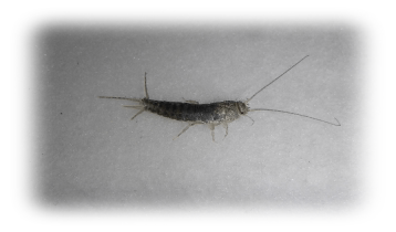 紙魚（シミ）の実物写真。銀色の細長い体に長い触角と3本の尾毛