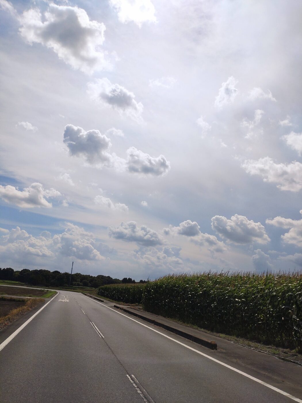 井頭公園付近の道路とトウモロコシ畑、夏の雲