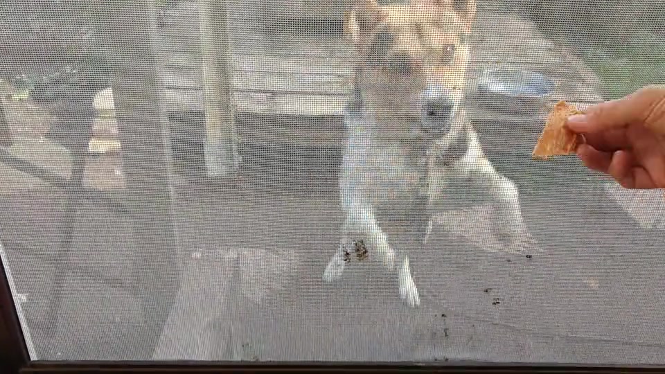 網戸に立ち上がっておやつをおねだりする犬