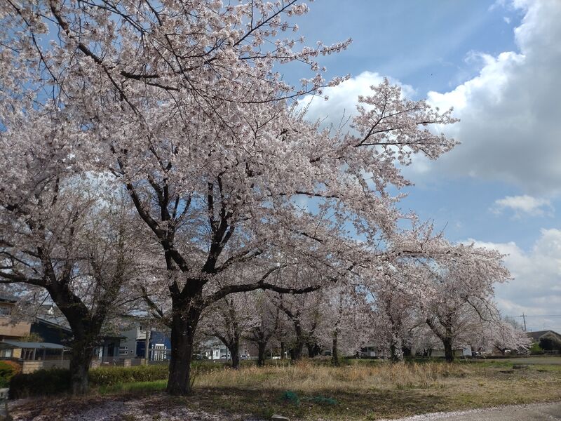 旧二宮ホール付近の桜並木