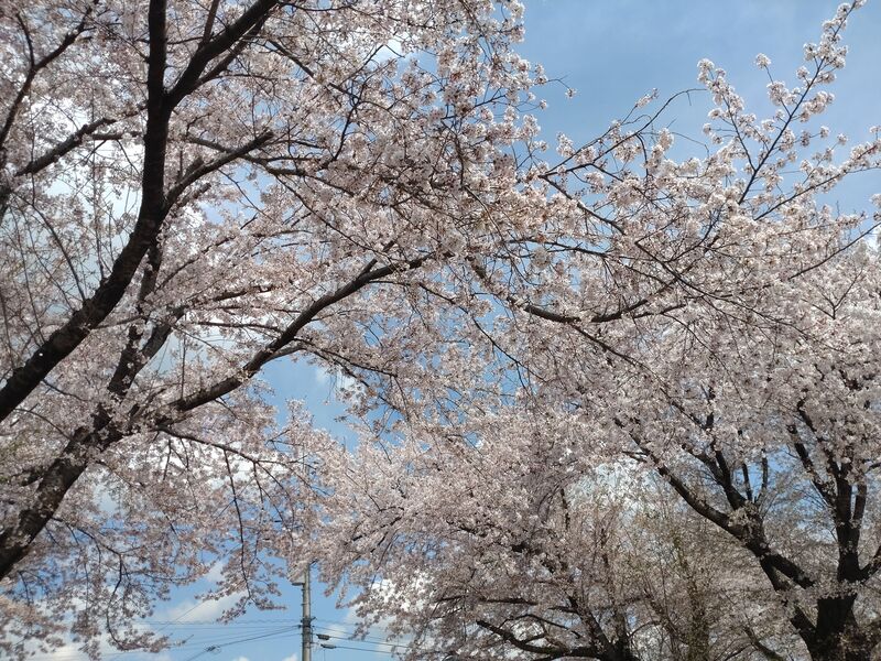 旧二宮ホール付近の桜