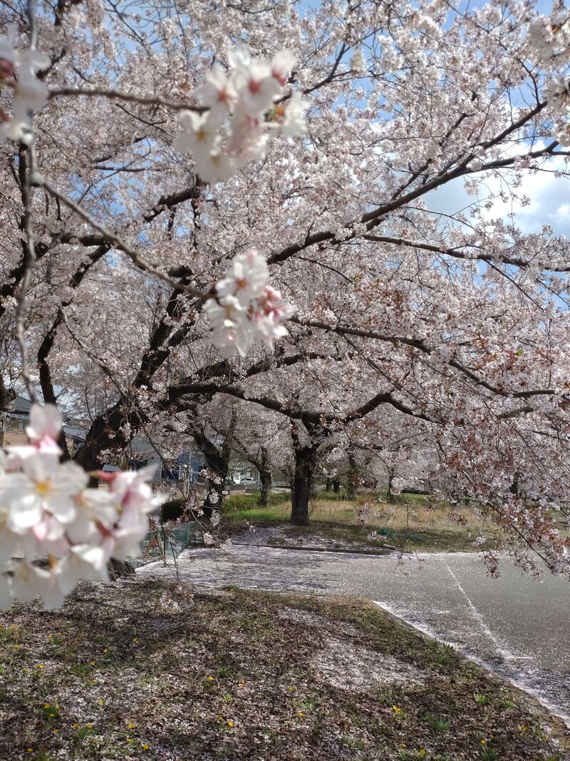 旧二宮ホールの桜のアップ
