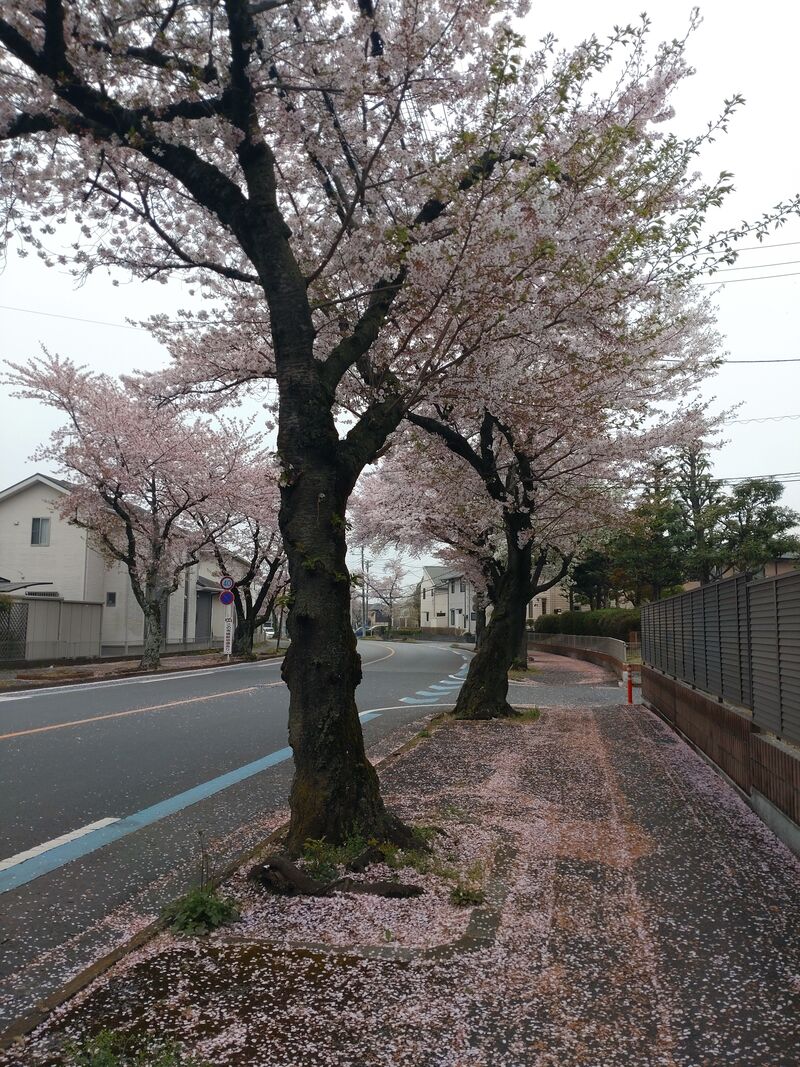 大谷台公園前の桜の大木