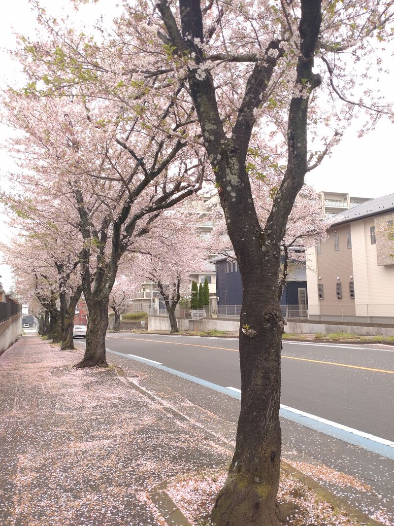 大谷台公園前の桜並木