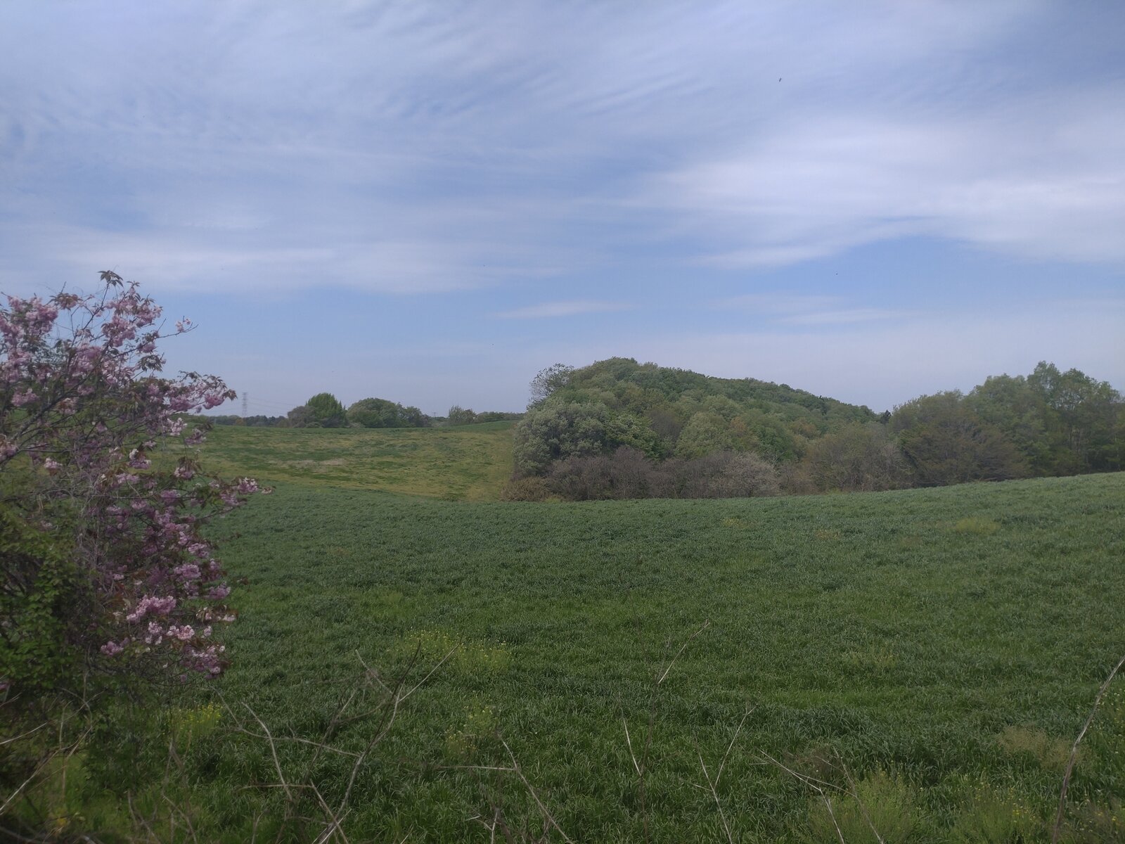 市貝町刈生田の広がる牧草地と里山・八重桜