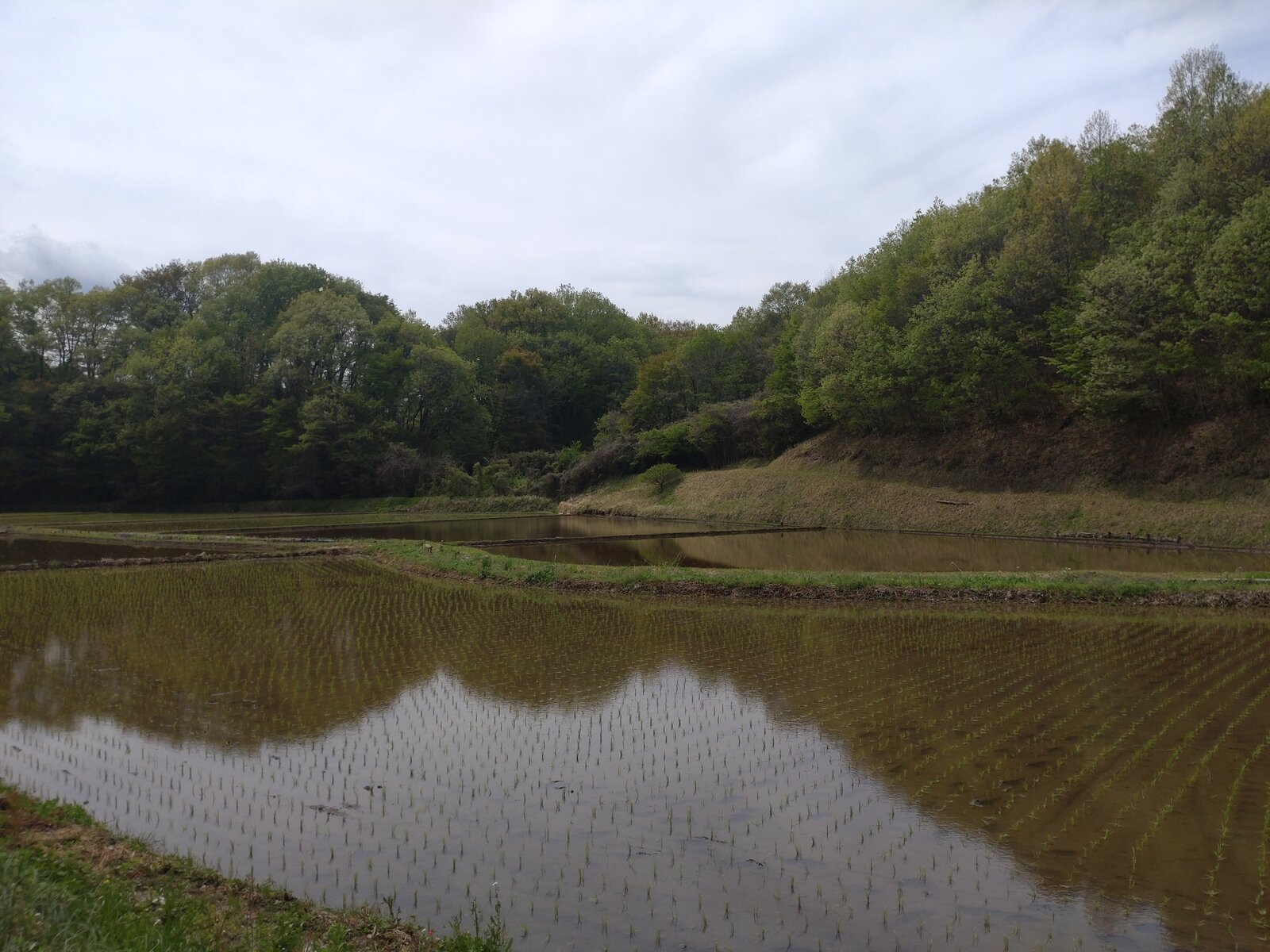 茂木町下菅又の田植え済み水田に新緑の里山が映り込む